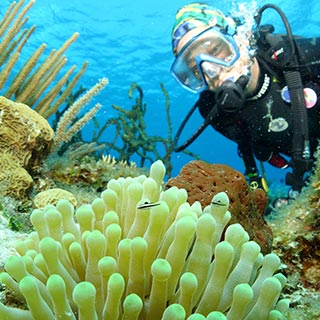 Ecologista Subacuático (Underwater Ecologist)